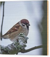 Eurasian Tree Sparrow #5 Wood Print