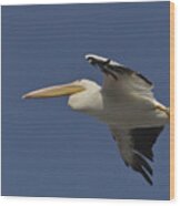White Pelican Flies Over #5 Wood Print