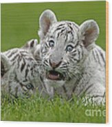 White Tiger Panthera Tigris #5 Wood Print