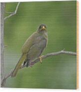 Bellbird #50 Wood Print