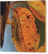 Fall Leaves #54 Wood Print