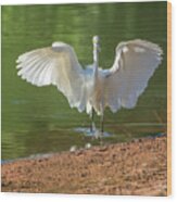 Snowy Egret #54 Wood Print