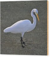 59- Great Egret Wood Print