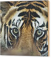 Bengal Tiger Panthera Tigris Tigris #6 Wood Print