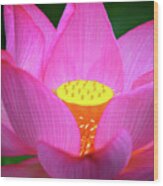 Blossoming Lotus Flower Closeup #6 Wood Print