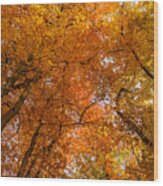 Fall Foliage #6 Wood Print