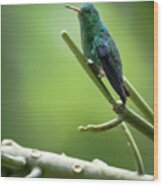 Steely-vented Hummingbird Quindio Colombia #6 Wood Print
