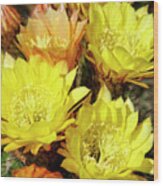 Yellow Cactus Flowers #6 Wood Print