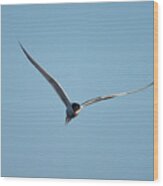 Arctic Tern #7 Wood Print