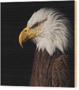 Bald Eagle  #7 Wood Print