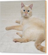 Flame Point Siamese Cat #7 Wood Print
