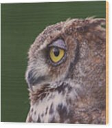 Great Horned Owl  #7 Wood Print