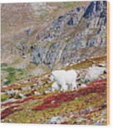 Mountain Goats On Mount Bierstadt In The Arapahoe National Fores #7 Wood Print