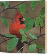 Northern Cardinal #7 Wood Print