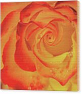 Rose Beauty #7 Wood Print