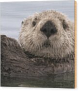 Sea Otter Elkhorn Slough Monterey Bay Wood Print