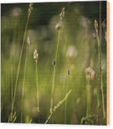 Daisy Flower Bloom On A Meadow In Summer #8 Wood Print
