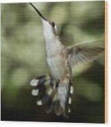 Female Ruby-throated Hummingbird #8 Wood Print
