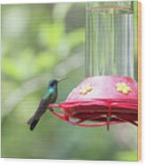 Hummingbirds #8 Wood Print