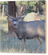8x8 Mule Deer Wood Print