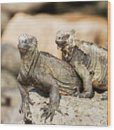 Marine Iguana On Galapagos Islands #9 Wood Print