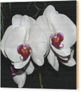 Orchid #9 Wood Print