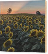 Sunflower Sunset #9 Wood Print