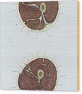 Topographisch-anatomischer, Braune, 1872 #9 Wood Print