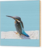 A Beautiful Kingfisher Bird Vector Wood Print