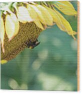 A Bee In Pollen On A Big Sunflower Wood Print