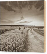 A Bluebonnet Field Under Evening Sky - Sepia - Texas Wood Print