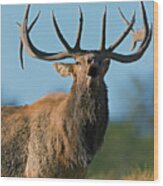 A Bull Elk Bugling In The  Rocky Mountains Wood Print