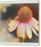 A Colorful Coneflower With Bokeh Wood Print