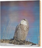 A Colorful Snowy Owl Wood Print