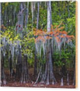 A Cypress Fall Wood Print
