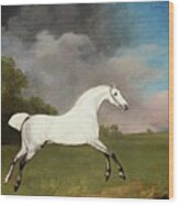 A Grey Horse Wood Print