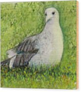 A Gull On The Grass Wood Print