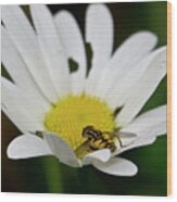 A Hoverfly And A Daisy Wood Print
