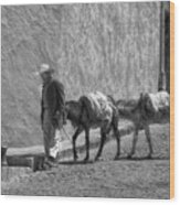 A Man With Two Burros Wood Print