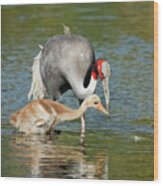 Sarus Crane Teaching The Young Wood Print