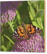 A Painted Lady Butterfly Wood Print