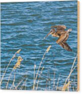 A Pelican Glides By Wood Print