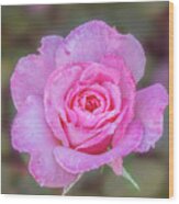 A Pink Rose Kissed By Morning Dew. Wood Print