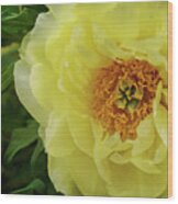 A Rose In Bloom Wood Print