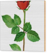 A Single Rose Wood Print