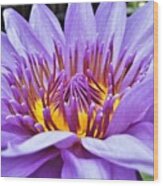 A Sliken Purple Water Lily Wood Print