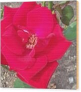 A Soft Red Rose Wood Print