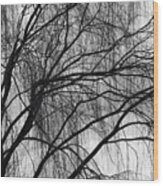 A Weeping Willow In Black And White Wood Print