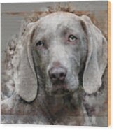 A Weimaraner Wood Print