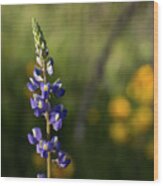 A Wild Lupine Wood Print